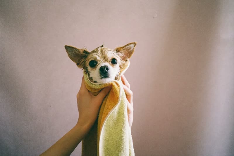 A small dog wrapped in a soft towel after its bath