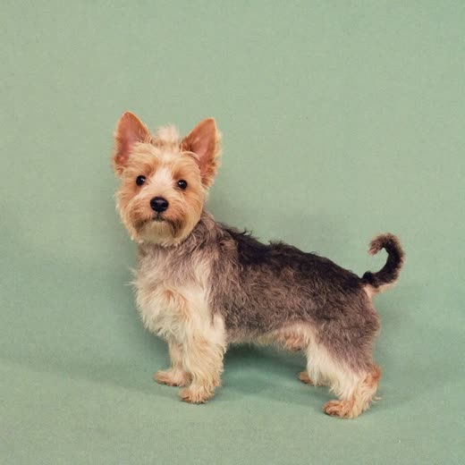 A damp terrier just out of the bath, photographed close up against a pale backdrop